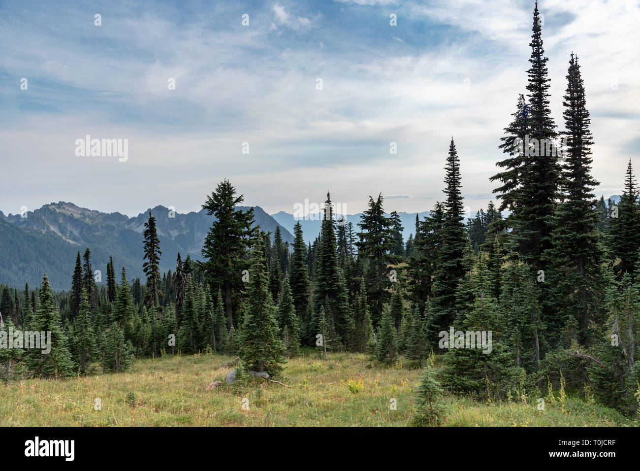 Evergreen pini la definizione di una vista sulla montagna prato in Washington. Foto Stock
