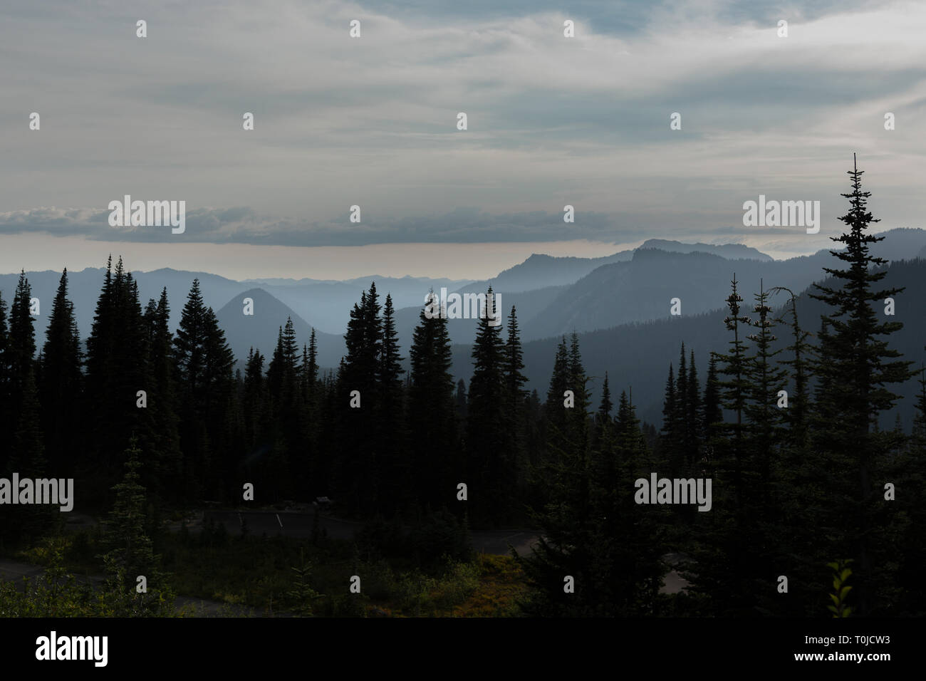 Stagliano evergreen pini nella nebbia che si affaccia su picchi di montagna. Foto Stock