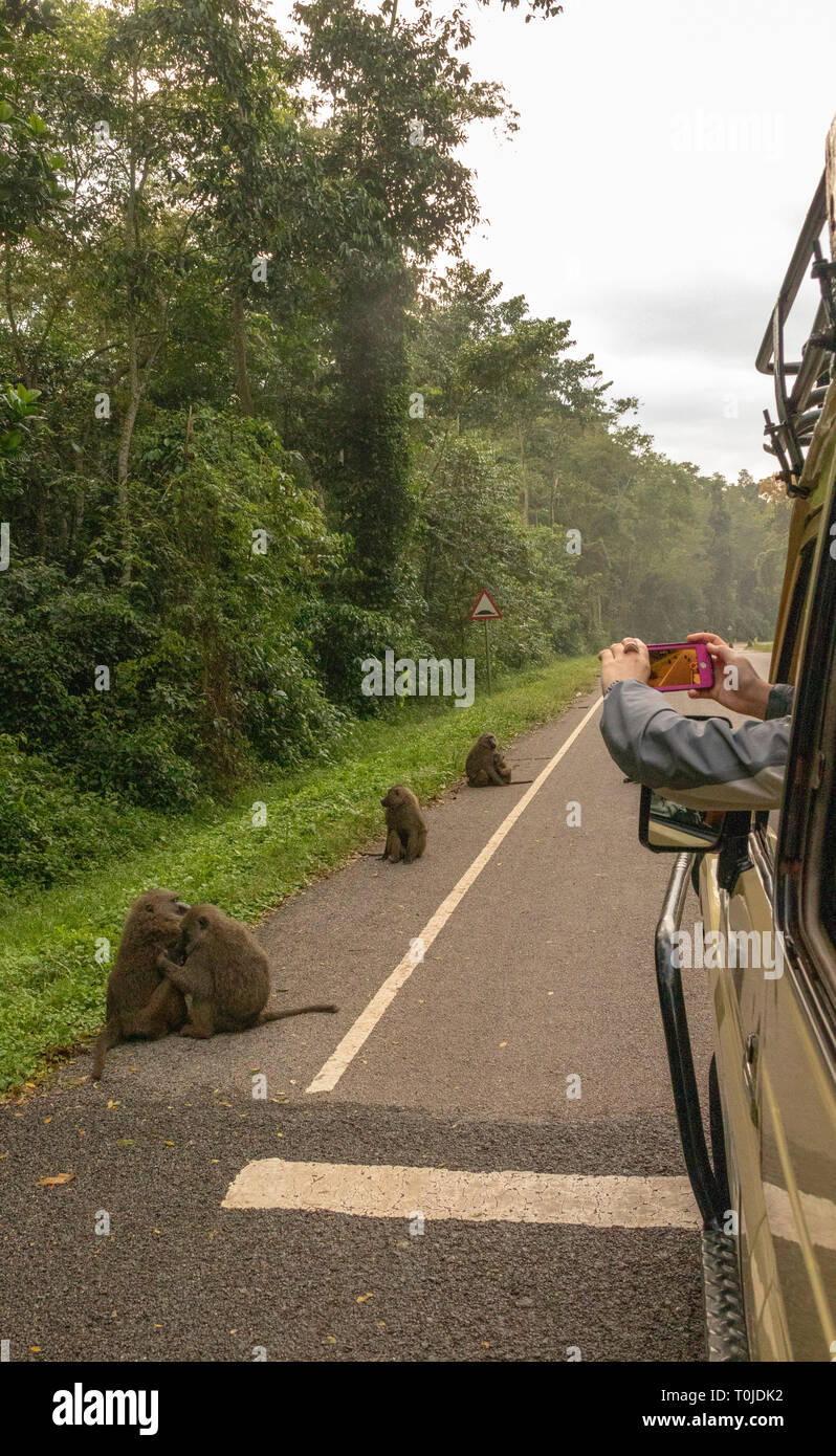 Tourist utilizzando il telefono cellulare da auto per video e fotografia babbuini sulla strada a Kibale, Uganda Foto Stock