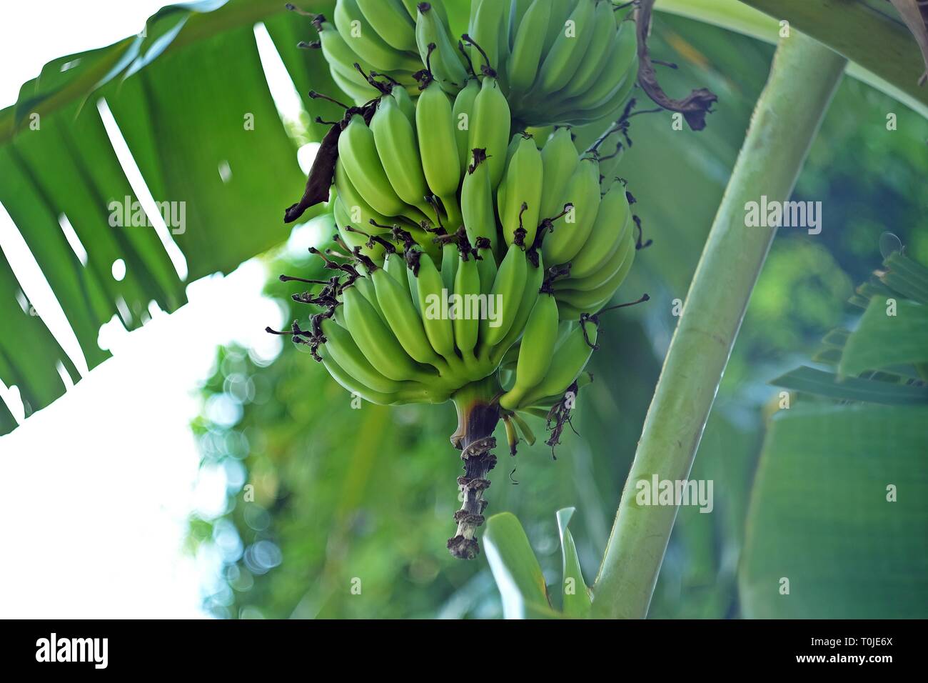 Zucchero verde banane sulla banana albero o Kluai Nam Wa in Thai. Il nome malese 'Pisang Awak' è più comunemente usato tra gli istituti di ricerca. Foto Stock