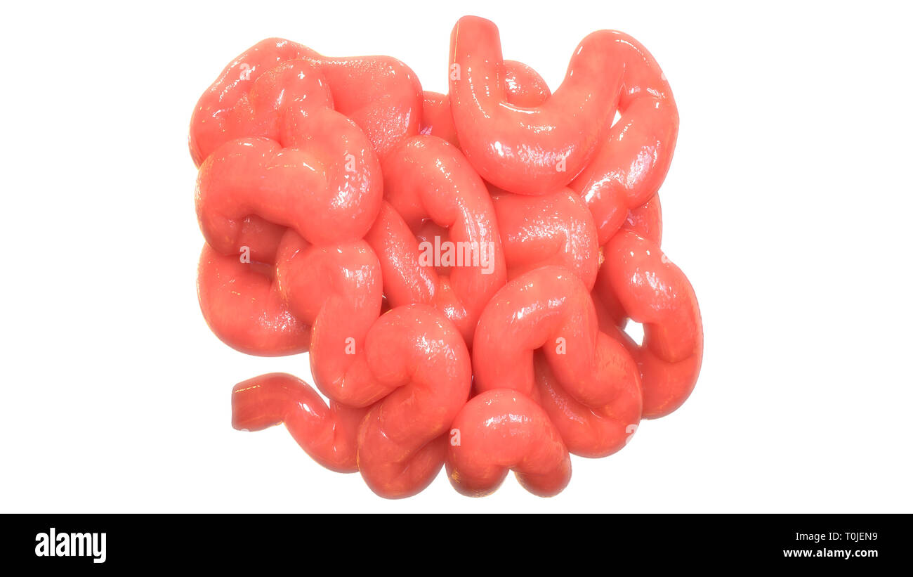 Apparato Digestivo umano piccolo intestino anatomia Foto Stock