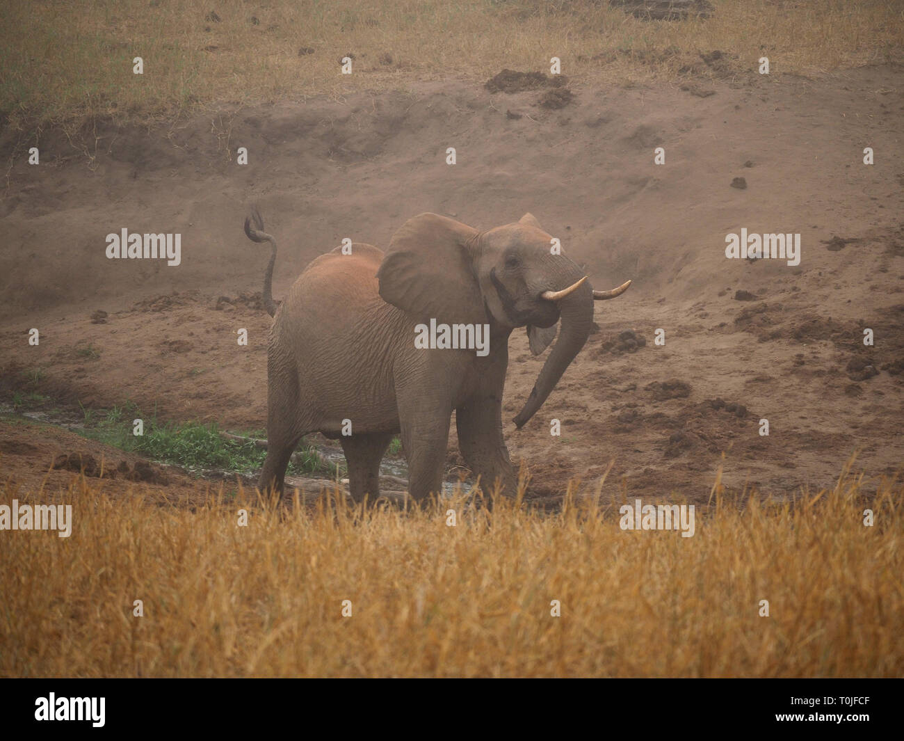 Toro giovane elefante africano onde le sue orecchie ,coda e trunk in dimostrazione di forza nella nebbia mattutina nel Ngulia colline, Tsavo West NP, Kenya, Africa Foto Stock
