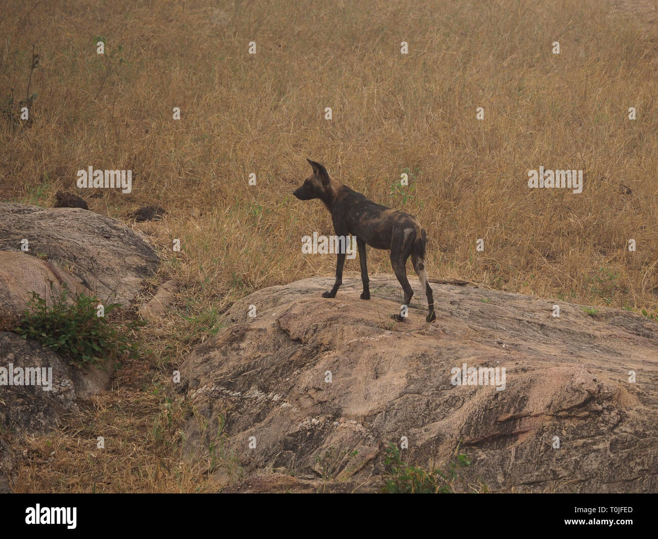 Lone membro del pacco di African cani selvatici o verniciato Lupi (Lycaon pictus) avviso permanente sulla roccia nella nebbia di mattina in Ngulia colline, Tsavo West NP Kenya Foto Stock