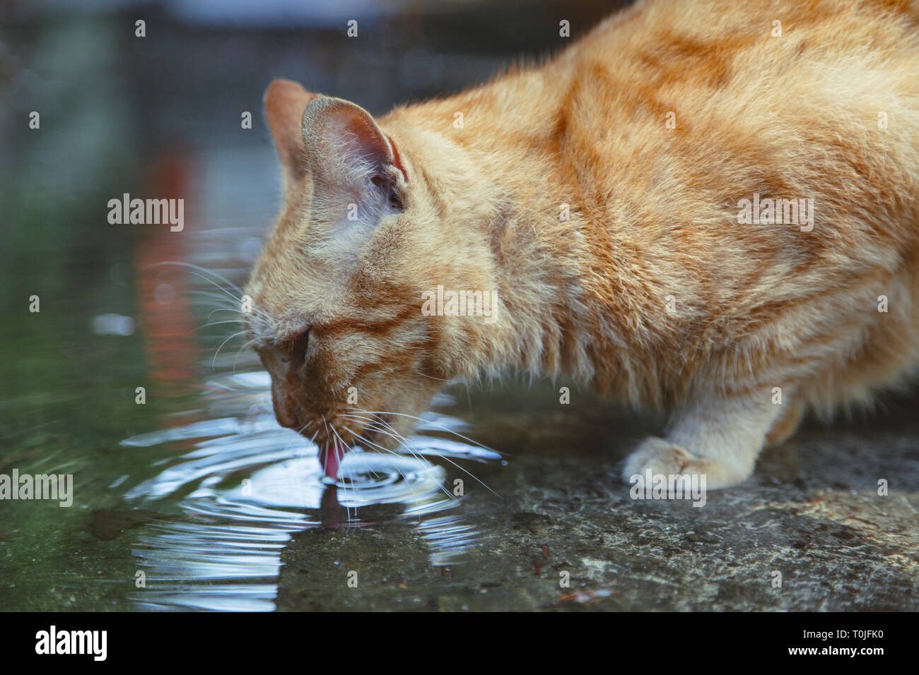 Un gatto randagio acqua potabile da una pozzanghera Foto Stock