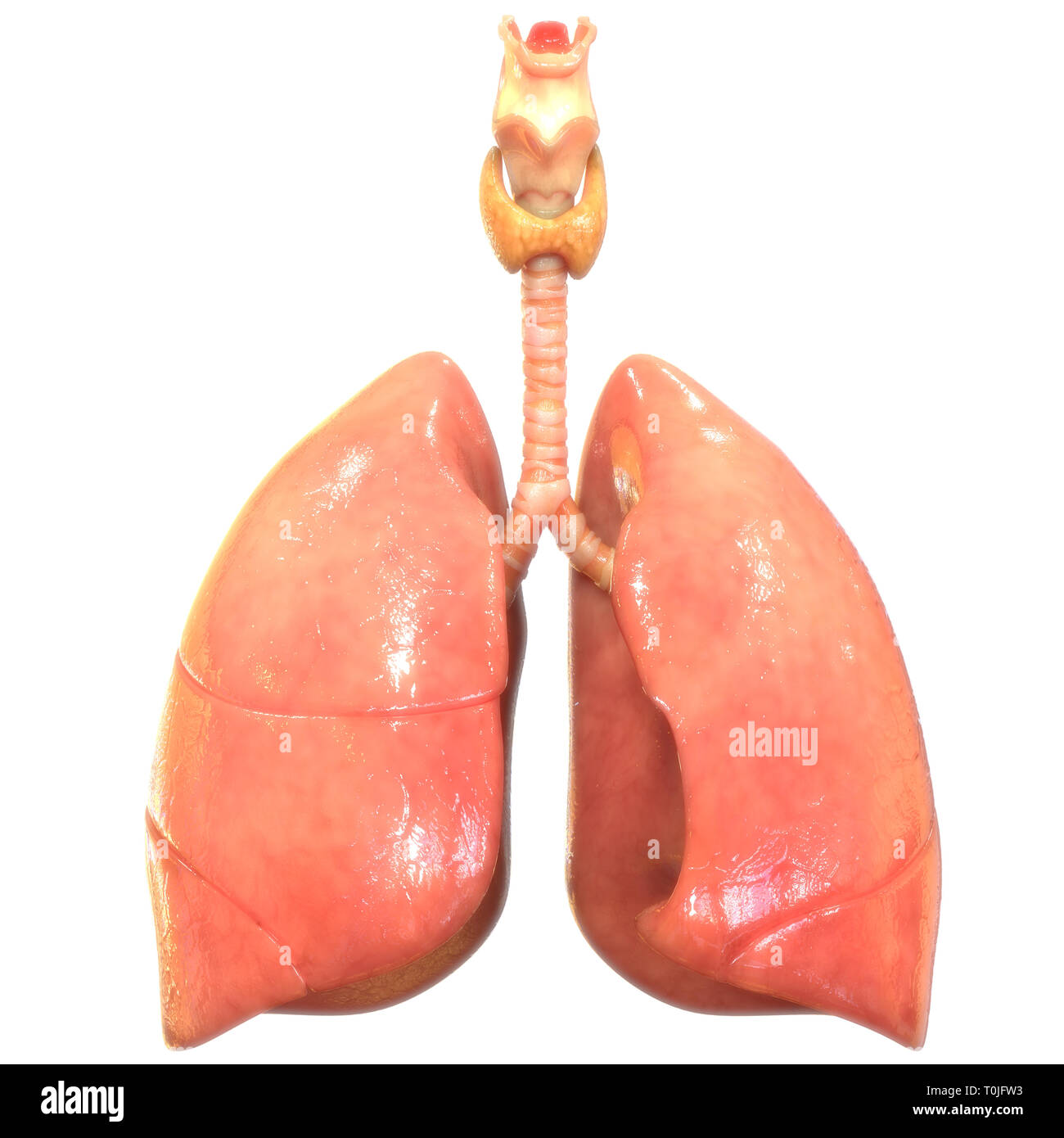 Umano Sistema respiratorio polmoni anatomia Foto Stock