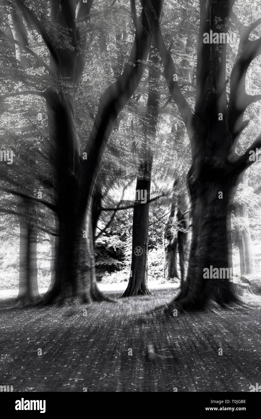 Un inverted pentacle conta su un faggio in una foresta spooky Foto Stock
