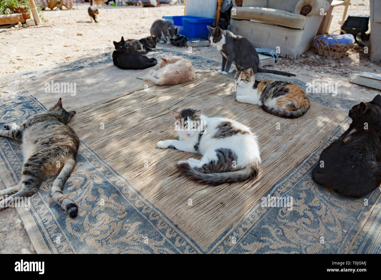 Un gruppo di gatti randagi che giace all'ombra Foto Stock