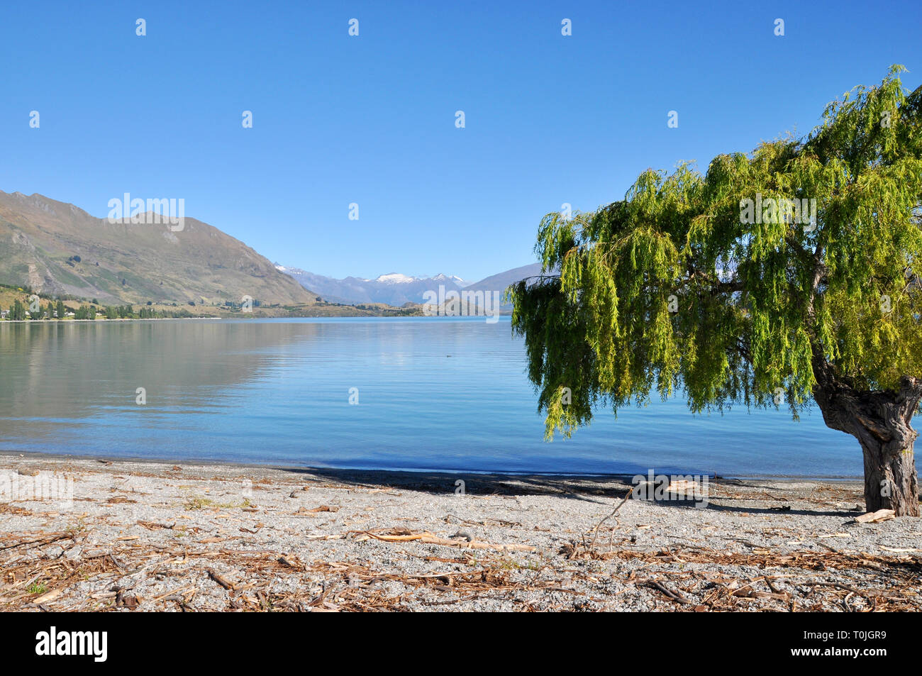 Lago Wanaka sull'Isola Sud della nuova Zelanda in una giornata di sole. Alberi e montagne e acqua pulita nella regione di Otago. Cielo blu Foto Stock