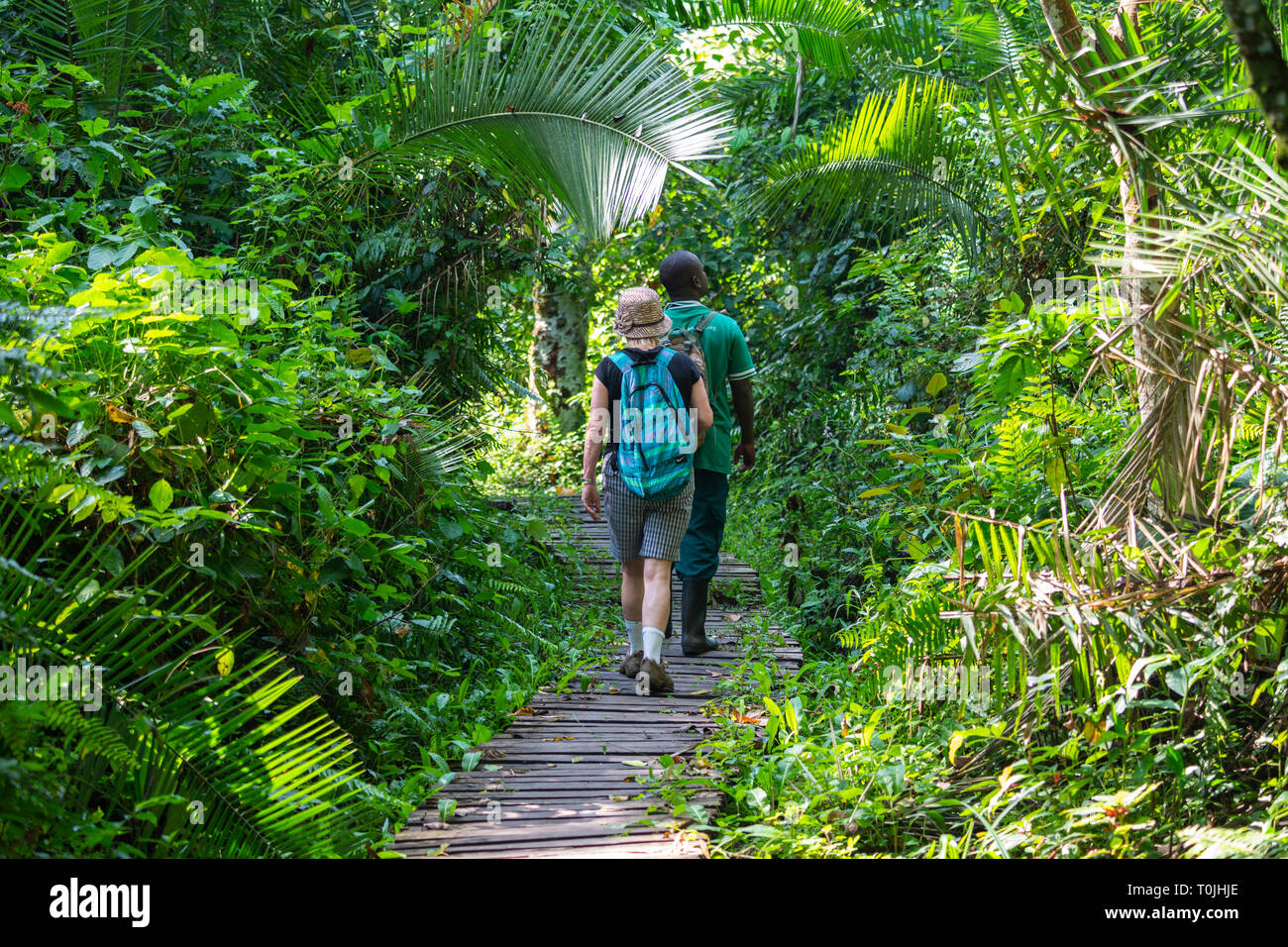 Passeggiata guidata in Bigodi Wetland Sanctuary, una comunità-run riserva naturale all'interno della foresta di Kibale National Park, Sud ovest dell Uganda, Africa orientale Foto Stock