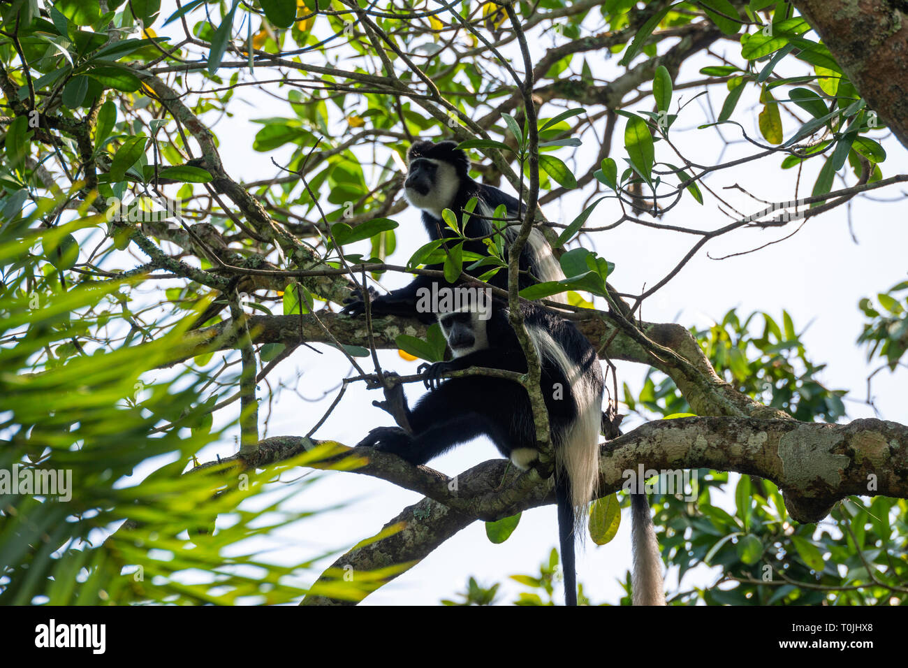 Coppia di Black and White Colobus scimmie (Colobus guereza), Bigodi Wetland Santuario, Magombe palude, nel sud-ovest dell Uganda, Africa orientale Foto Stock