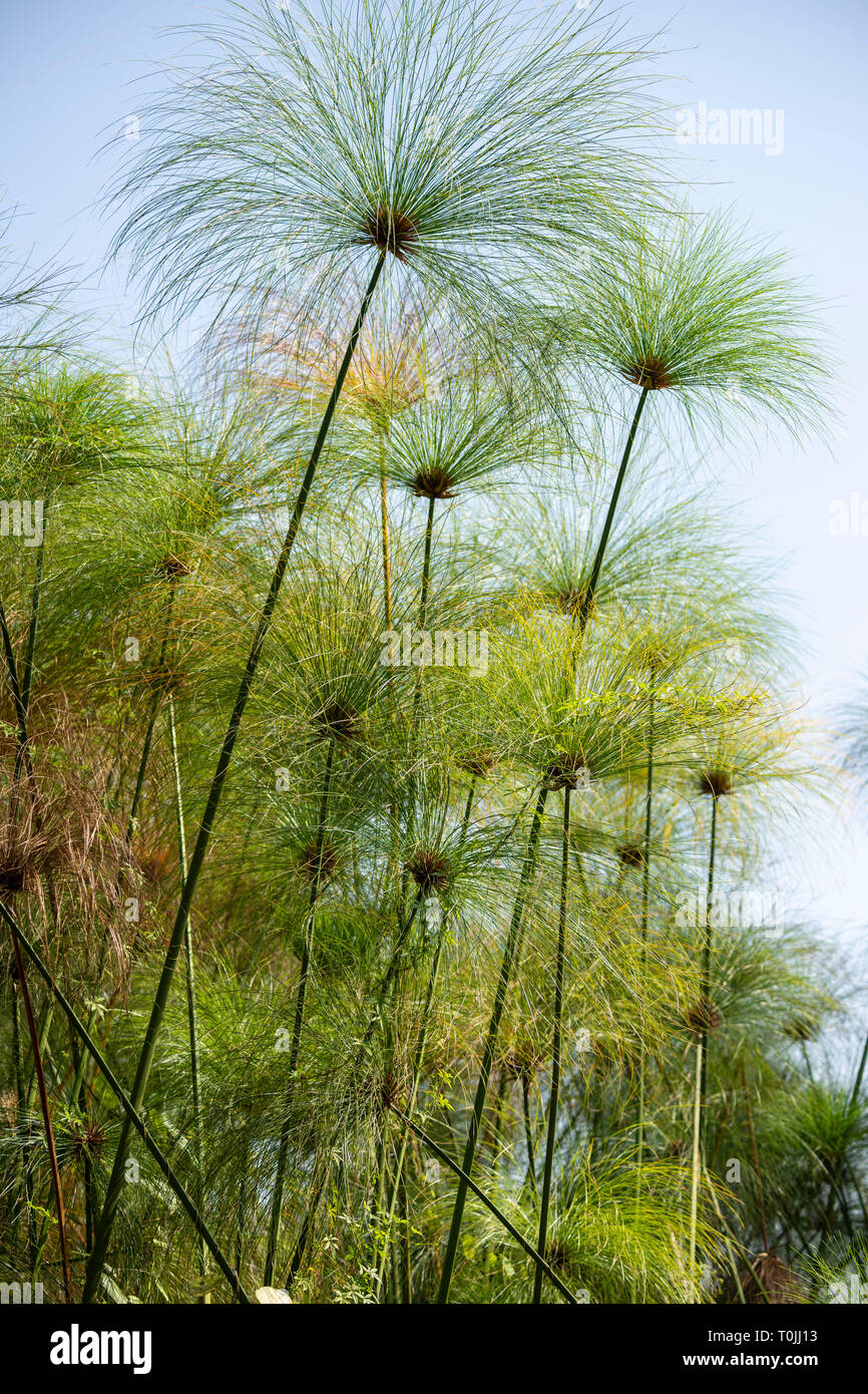 Il papiro teste di seme (cyperus papyrus) in Bigodi Wetland Santuario, Magombe palude, nel sud-ovest dell Uganda, Africa orientale Foto Stock