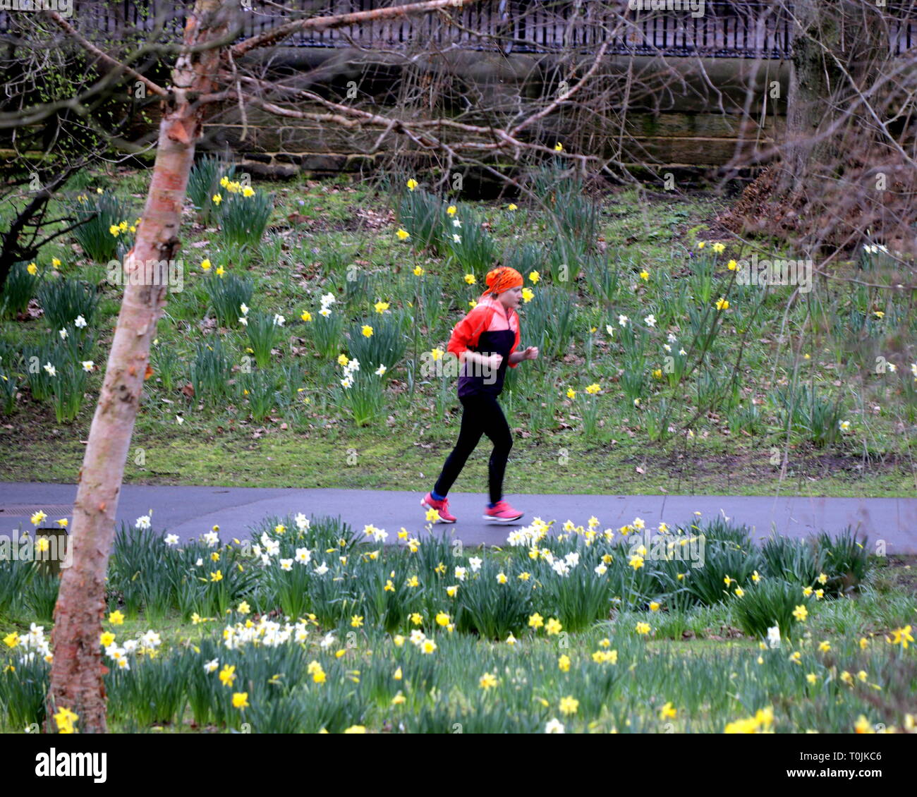 Glasgow, Scotland, Regno Unito, 20 marzo, 2019, UK Meteo: equinozio di primavera nel giardino botanico tra la flora. Credito traghetto Gerard/Alamy Live News Foto Stock