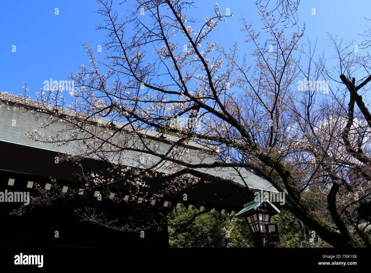 Tokyo, Giappone. Xxi Mar, 2019. La fioritura dei ciliegi cominciano a fiorire a Tokyo il 21 marzo, festa nazionale come l'equinozio di primavera. Essa è segnalata dall'Agenzia Meteorologica osservando il campione ciliegio nel Santuario Yasukuni. Molte persone ha raccolto per attendere l'annuncio intorno all'albero. È stato riportato come ultime notizie. L'altro albero ciliegio nel santuario è anche la fioritura. Credito: Miyoko Fukushima/Alamy Live News Foto Stock