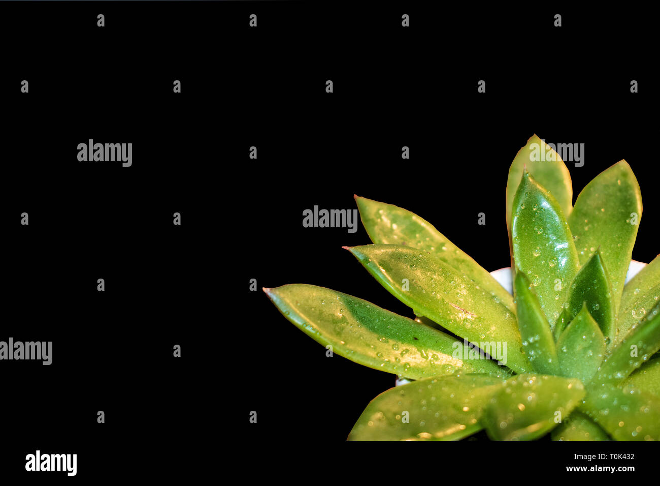 Questa è una foto macro di un verde succulento con uno sfondo nero. Foto Stock