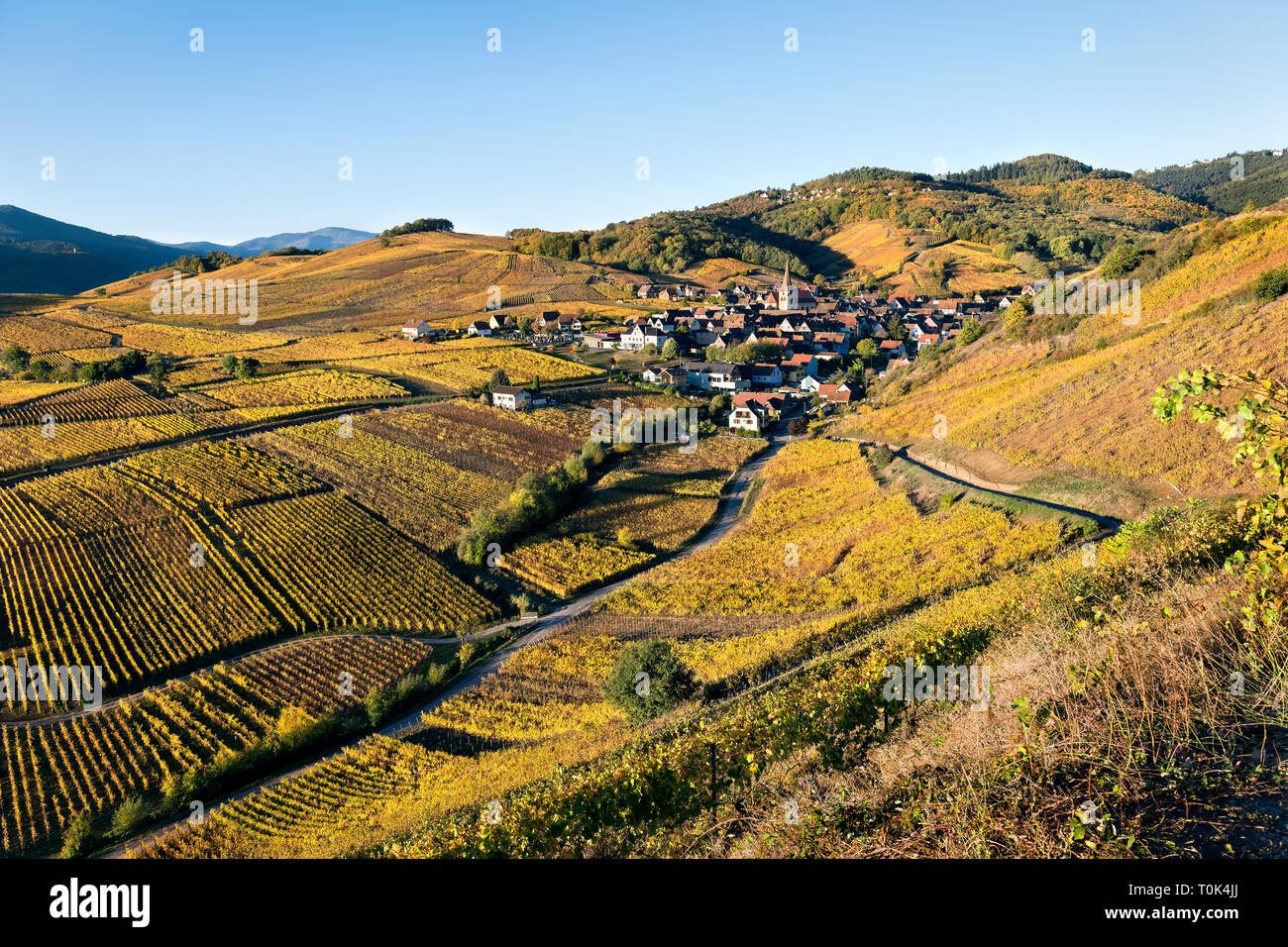 L'Europa, Francia, Alsazia, vigneti in autunno e Niedermorschwihr. Foto Stock