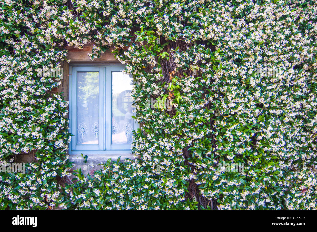 Al profumo di gelsomino pianta, verde e bianco, copre la facciata del palazzo storico Foto Stock