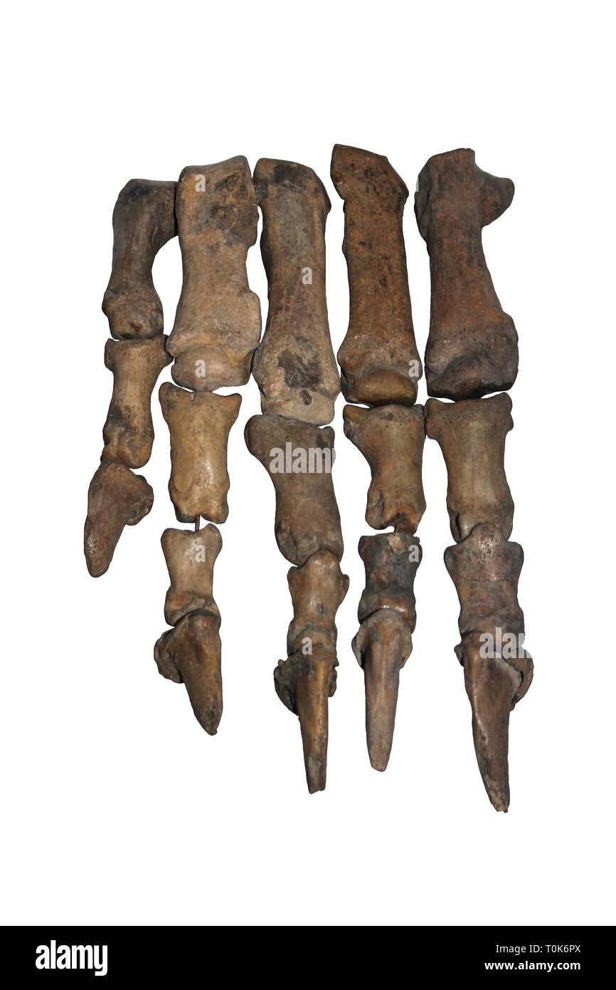 Orso delle Caverne Ursus spelaeus ossa a mano Foto Stock