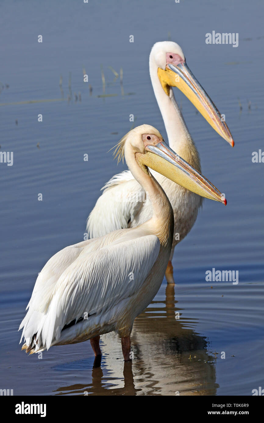 Pellicani bianchi Pelecanus onocrotalus Foto Stock