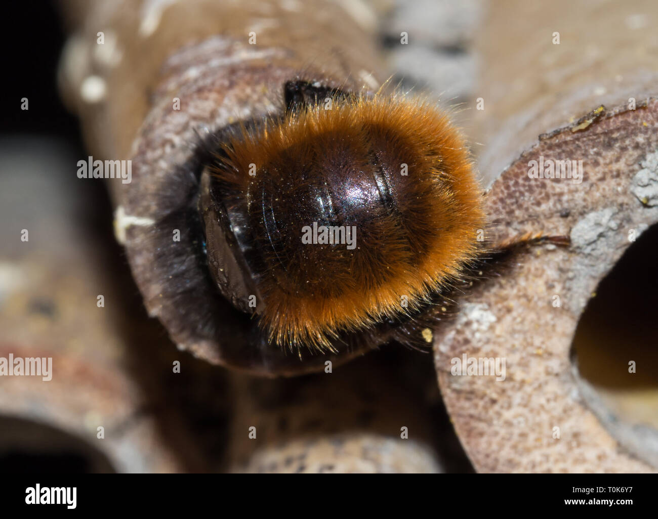 Ape solitaria a hotel di insetto Foto Stock