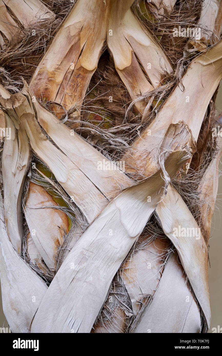 Corteccia di esotica Palm tree texture estate Foto Stock