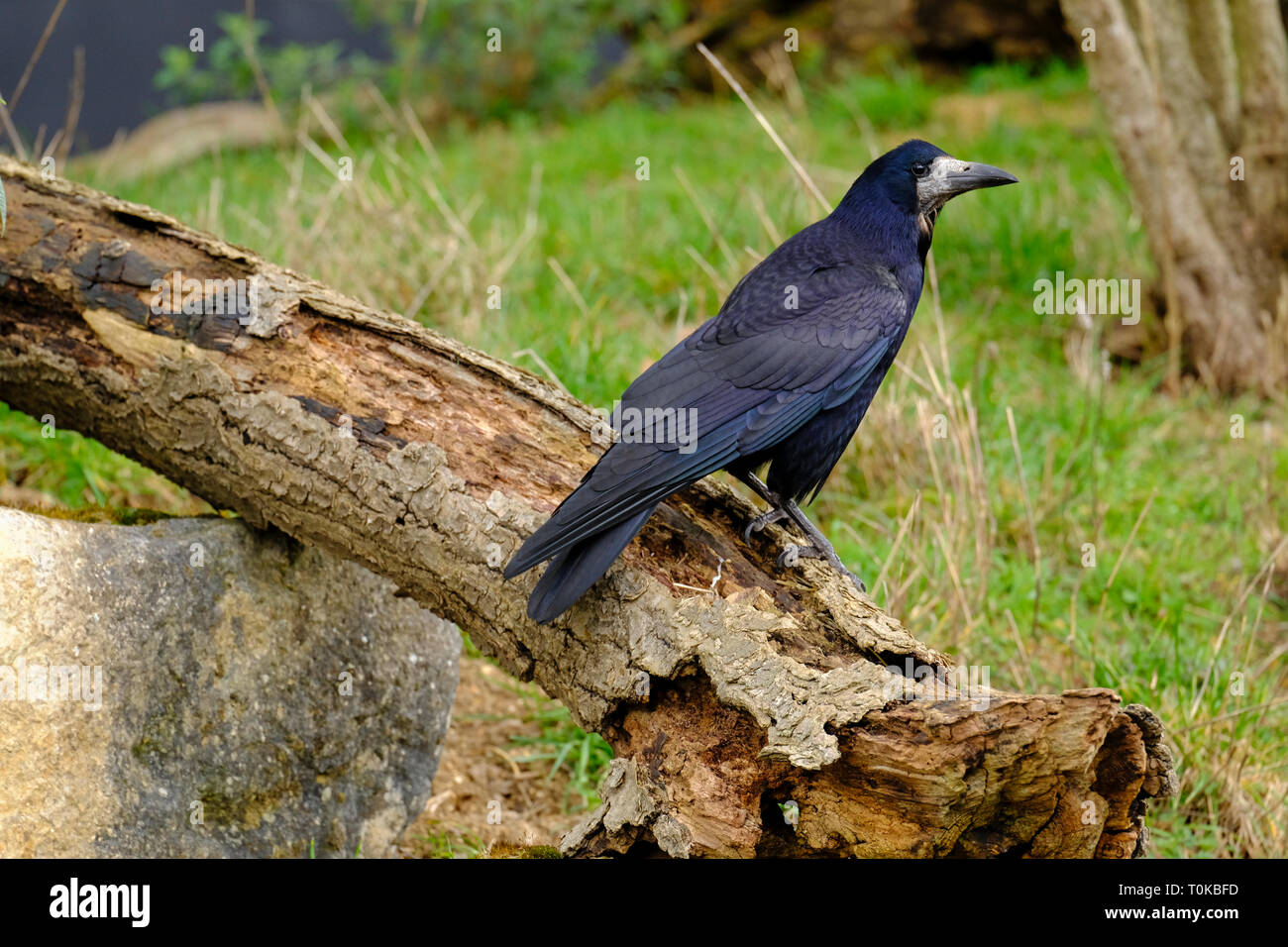 Singolo adulto Carrion Crow seduta abbattuto sul ramo di albero Foto Stock
