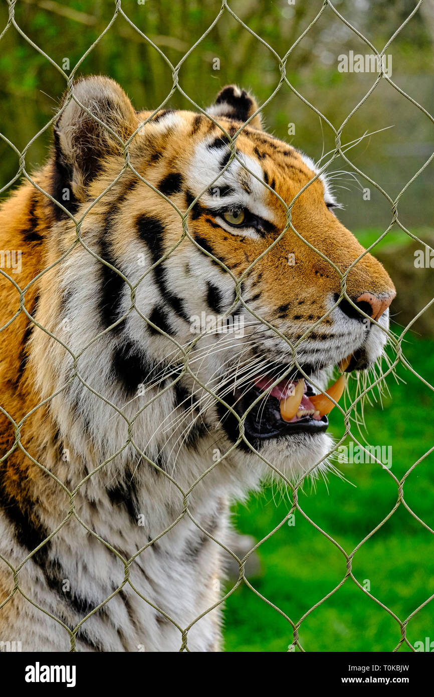 Captive tigre di Amur dietro il recinto di filo metallico in corrispondenza di Marwell Zoo, Hampshire, Regno Unito Foto Stock