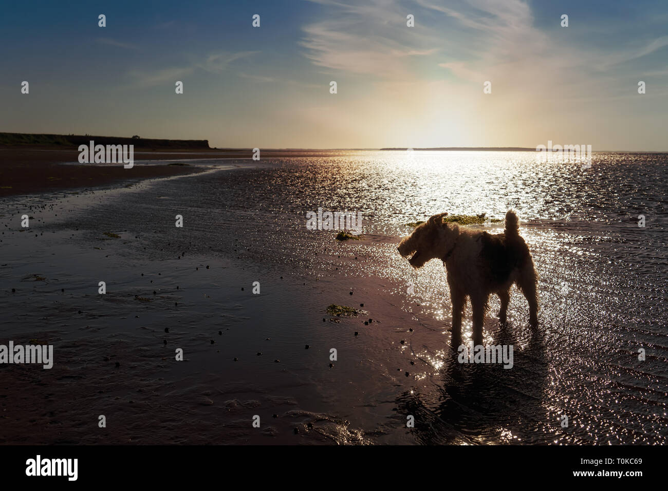 Silhouette di un filo fox terrier cane su una spiaggia. Foto Stock