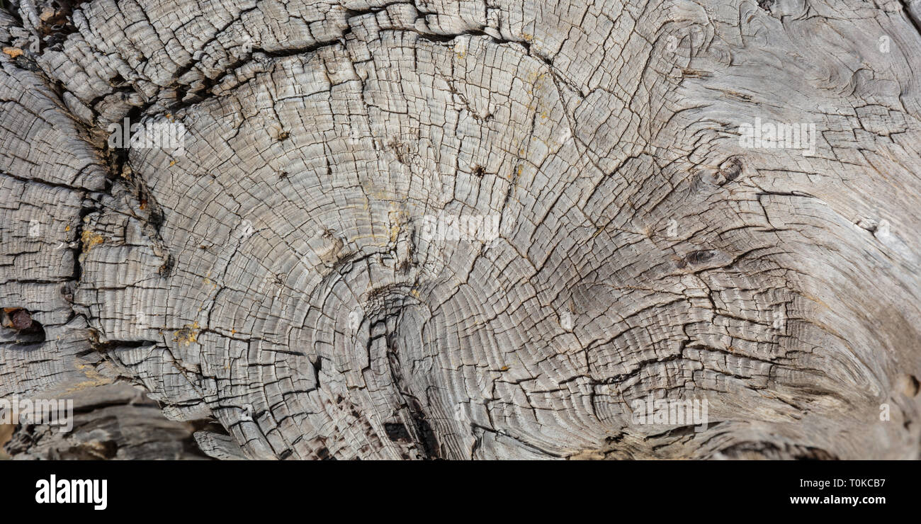 Pino tronco uno sfondo di legno vecchio, weathered colore grigio moncone di legno, banner, primo piano Foto Stock