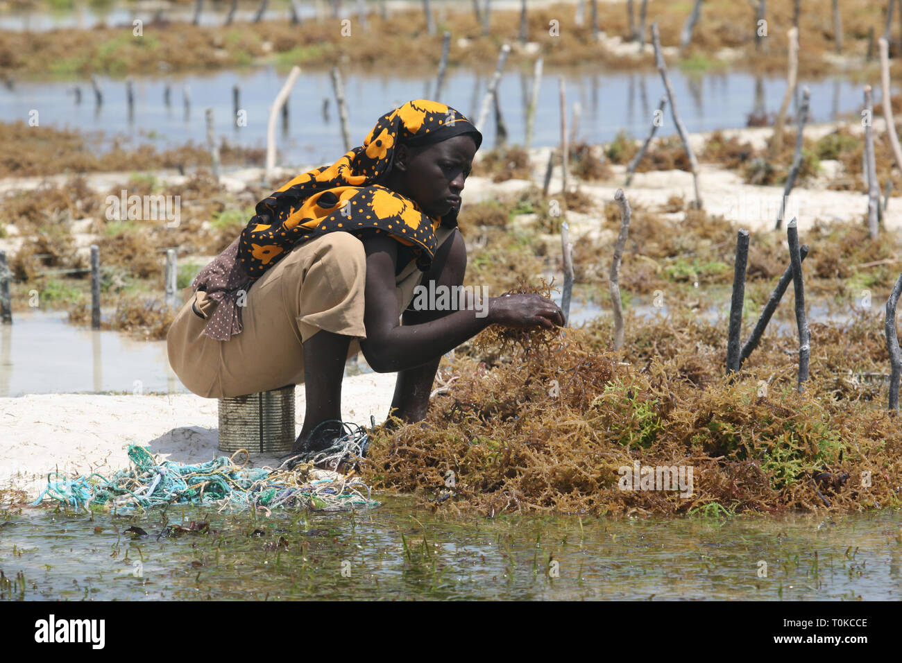 Le donne sulla spiaggia di Sansibar - Tanzania raccolta nelle piantagioni di fanerogame. Foto Stock