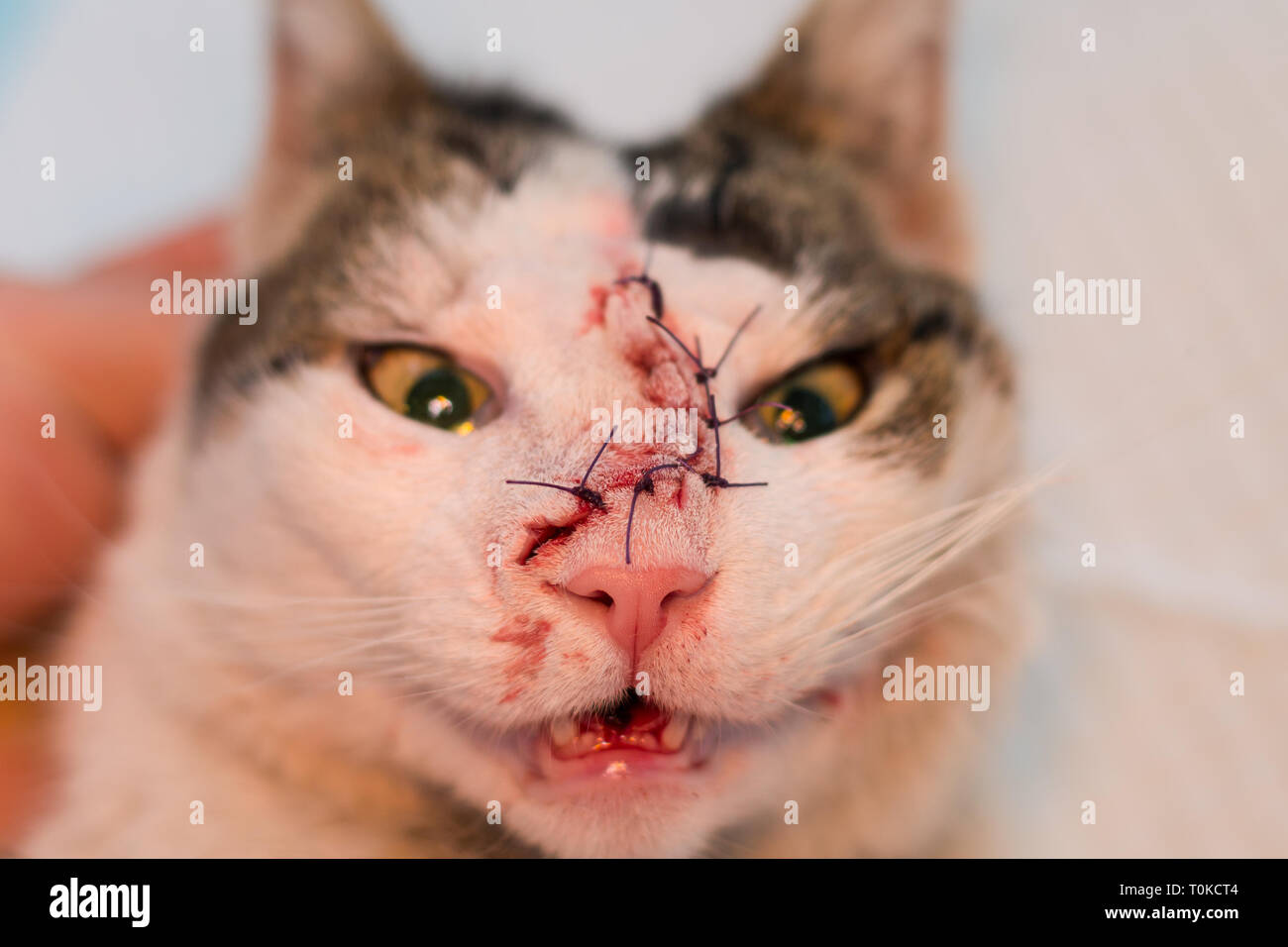 La faccia del gatto dopo un intervento chirurgico per rimuovere un tumore,  la sutura in punti separati Foto stock - Alamy