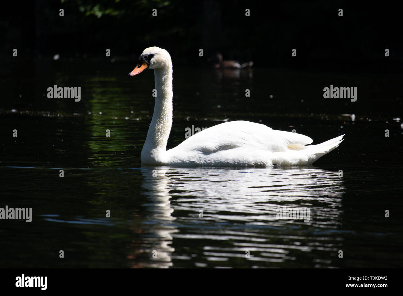 Elegante cigno bianco Foto Stock