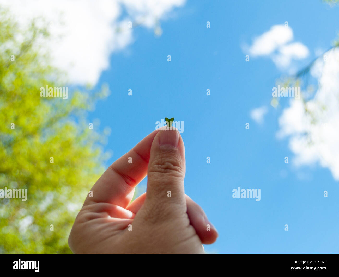 Una persona con a forma di cuore i semi in sua mano in primavera Foto Stock