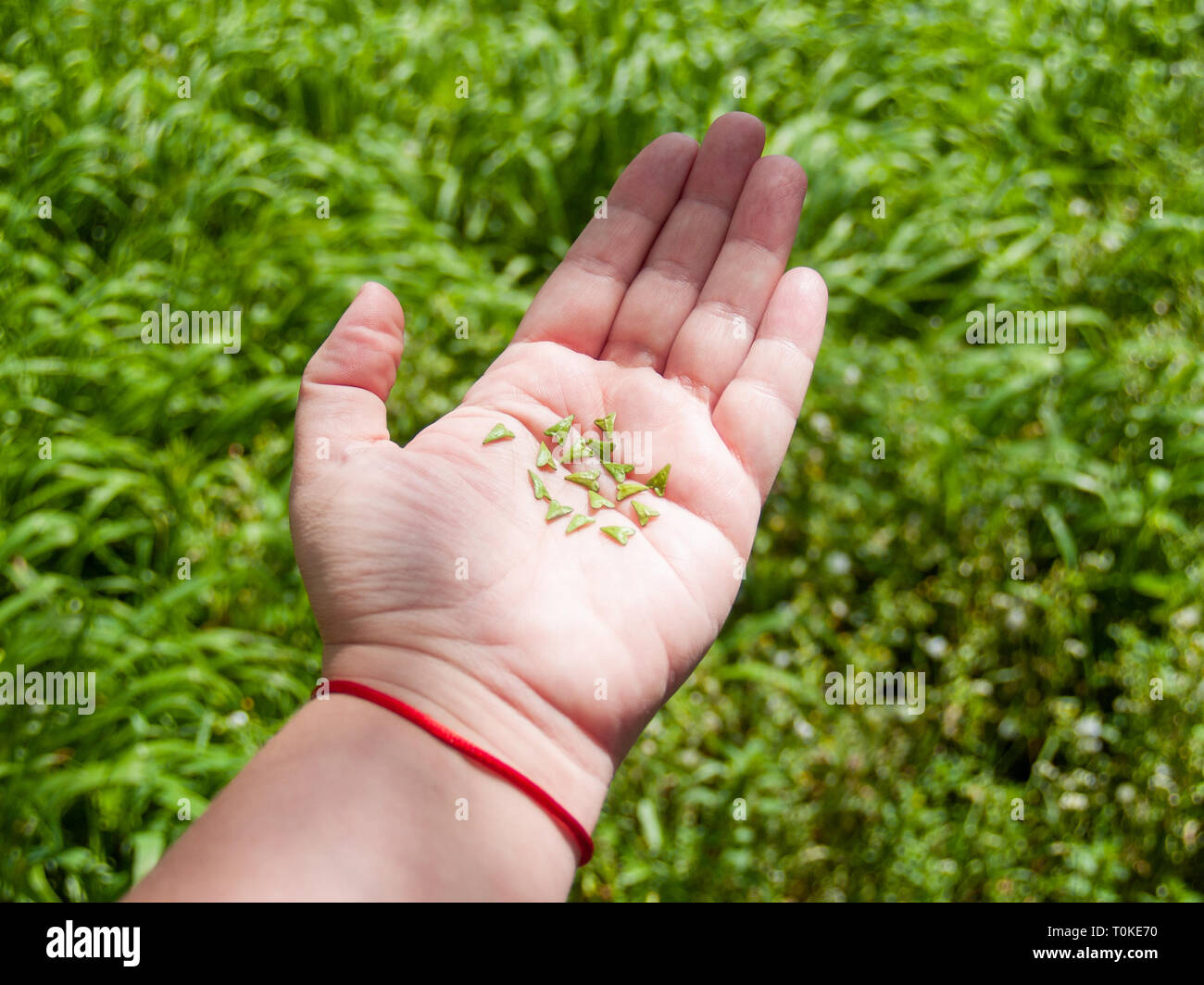 Una persona con a forma di cuore i semi in sua mano in primavera Foto Stock