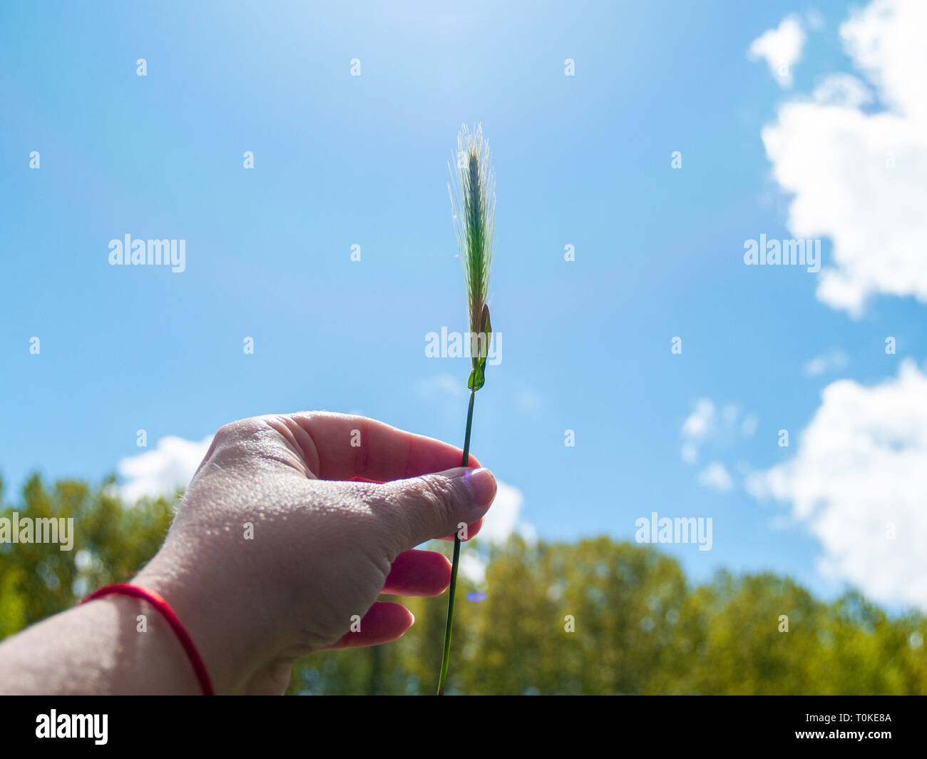 Una persona con un picco nel suo canto in primavera Foto Stock