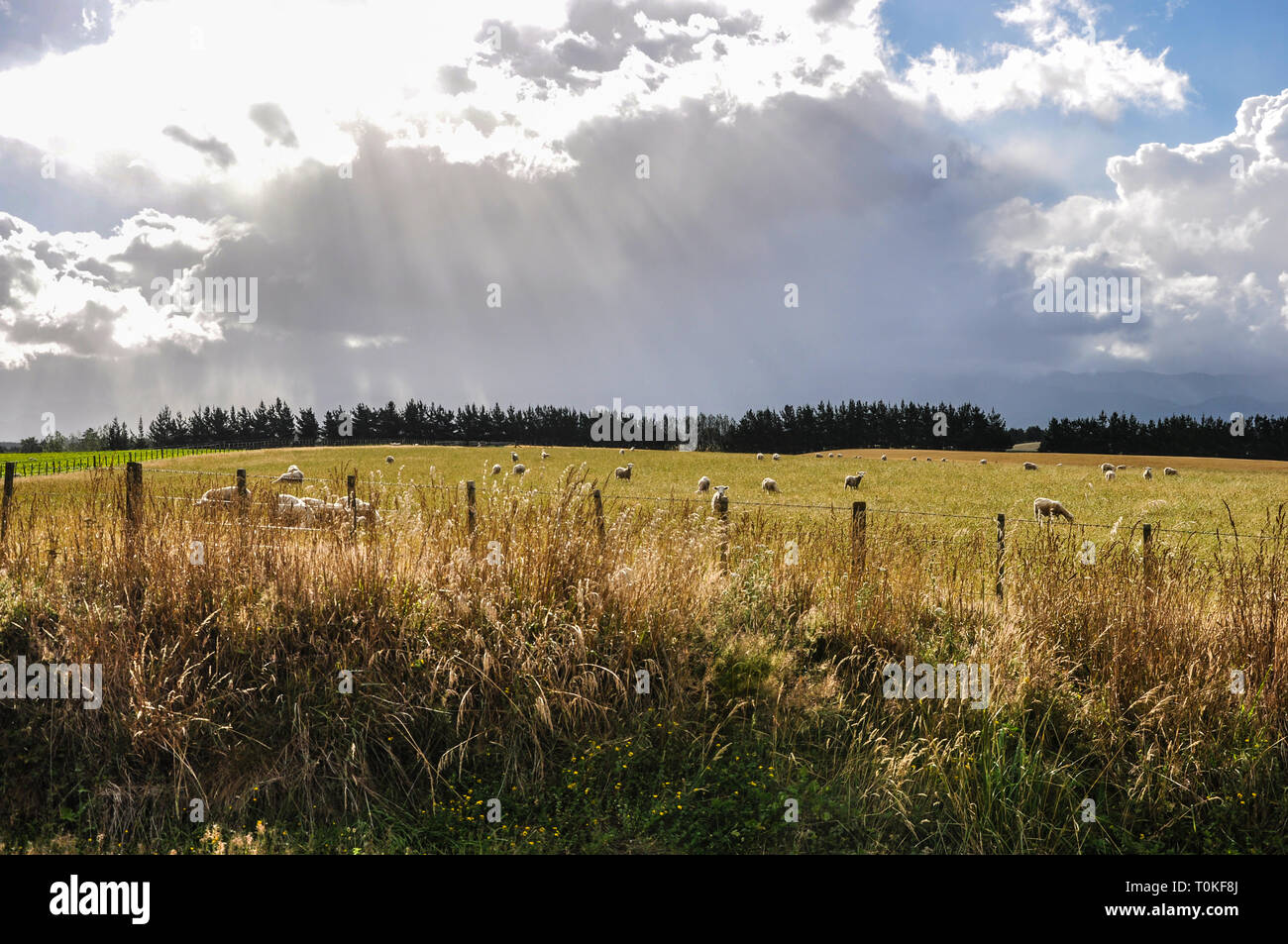 Terreni agricoli del distretto di Tararua della nuova Zelanda. Raggi di luce sulle pecore al pascolo in un campo. Allevamento di pecore sotto la costruzione di nuvole Foto Stock