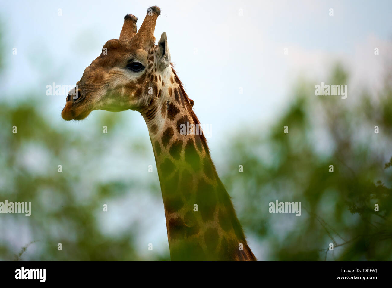 Animali africani, Lion, Zebra, gnu, elefante, vitelli, Giraffe, uccelli, stelle, Tramonto, Sunrise Foto Stock