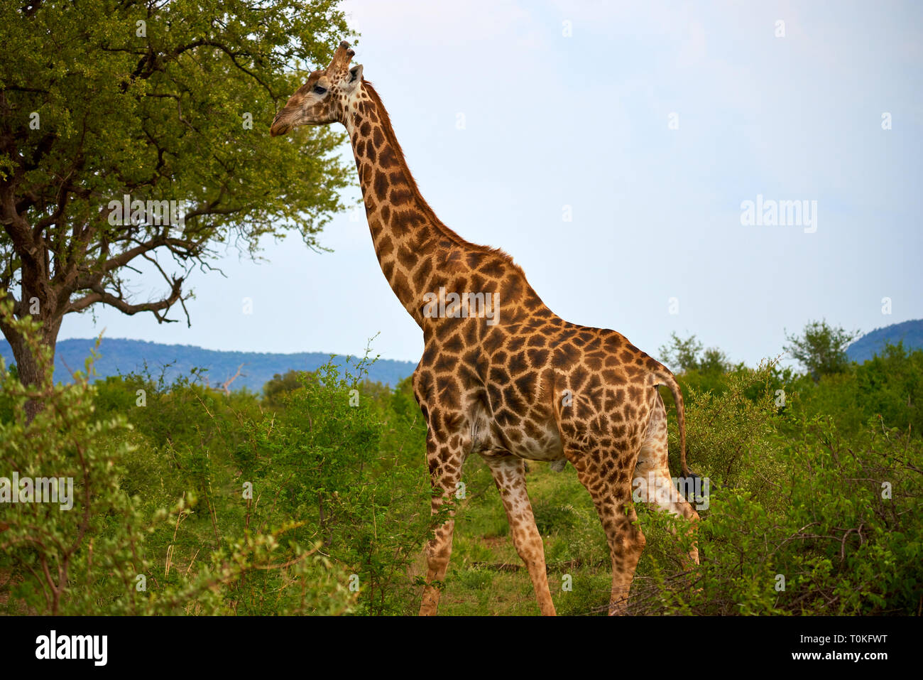 Animali africani, Lion, Zebra, gnu, elefante, vitelli, Giraffe, uccelli, stelle, Tramonto, Sunrise Foto Stock