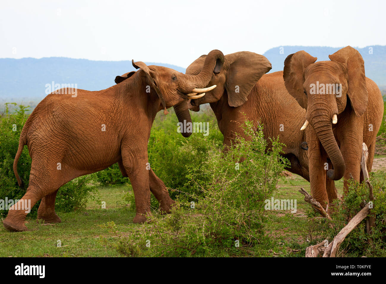 Animali africani, Lion, Zebra, gnu, elefante, vitelli, Giraffe, uccelli, stelle, Tramonto, Sunrise Foto Stock