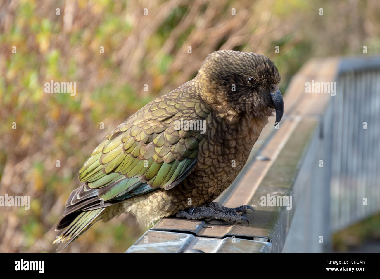 Kea in Nuova Zelanda Foto Stock