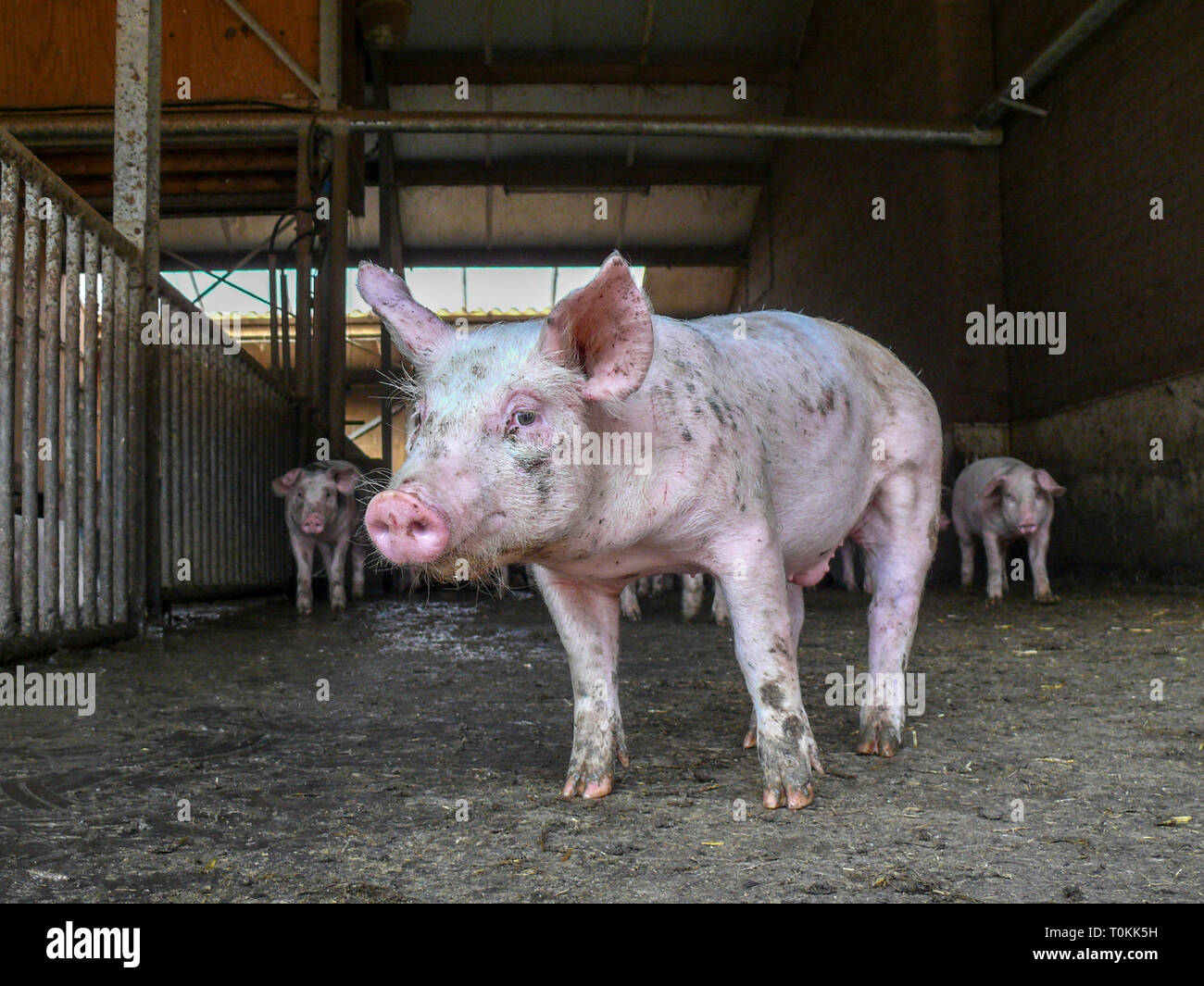Carino piccolo piggy, guardando modesto, timido, in una sporca fangoso penna di maiale, porcile con pochi altri suinetti in background. Foto Stock