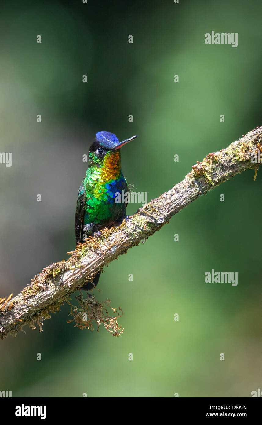 Con ali nascosto in stretto un ardente-throated Hummingbird è arroccato su un muschio coperto il ramo Foto Stock