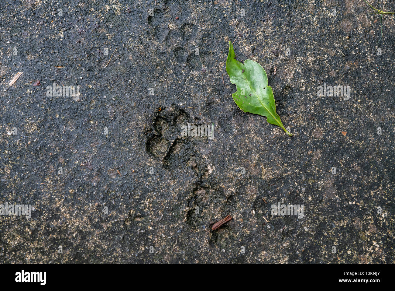 Le tracce di animali, i cani e i gatti su asfalto. Tracce di animali in piastrelle di strada, texture e sfondi di cemento grigio, verde foglia. Foto Stock