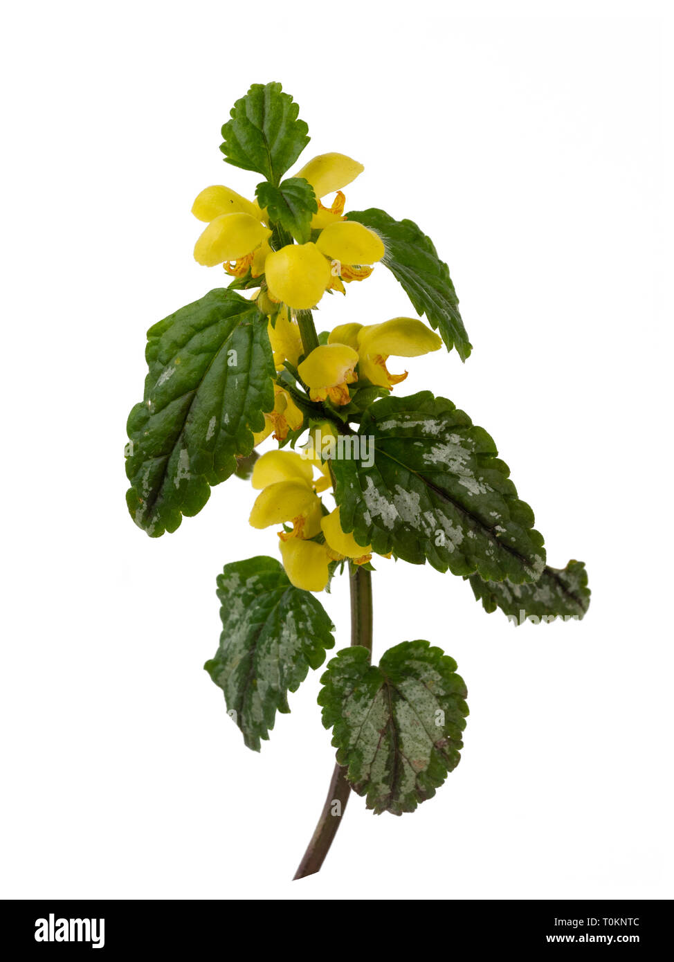 Il fogliame variegato e molla gialla fiori del giardino invasiva impianto, Lamiastrum galeobdolon subsp argentatum, isolato su sfondo bianco Foto Stock