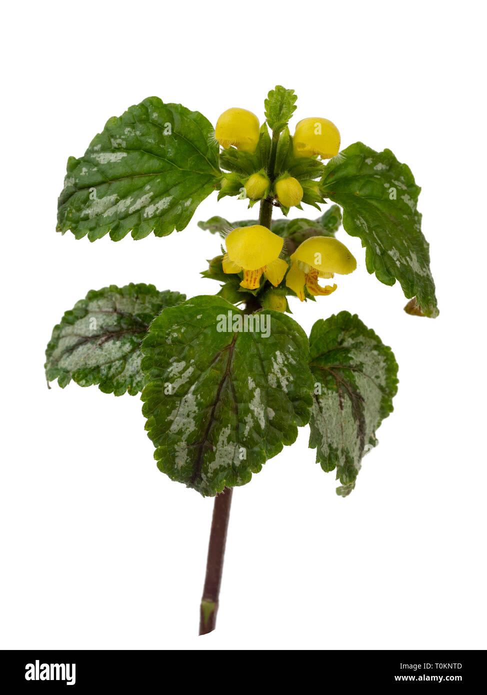 Il fogliame variegato e molla gialla fiori del giardino invasiva impianto, Lamiastrum galeobdolon subsp argentatum, isolato su sfondo bianco Foto Stock