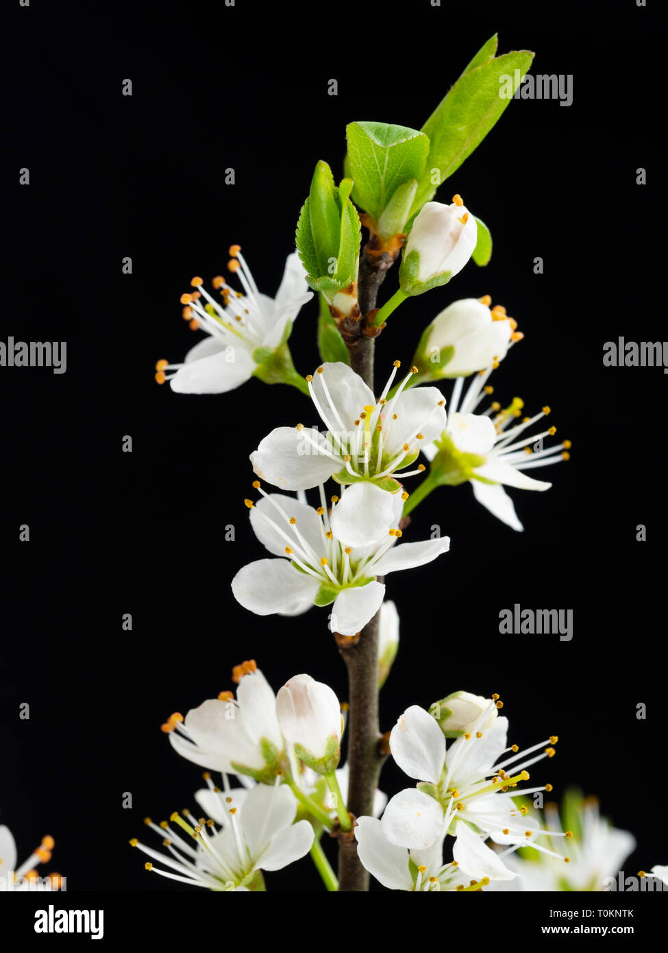 Bianco fiori di primavera del prugnolo, Prunus spinosa, contro uno sfondo nero Foto Stock