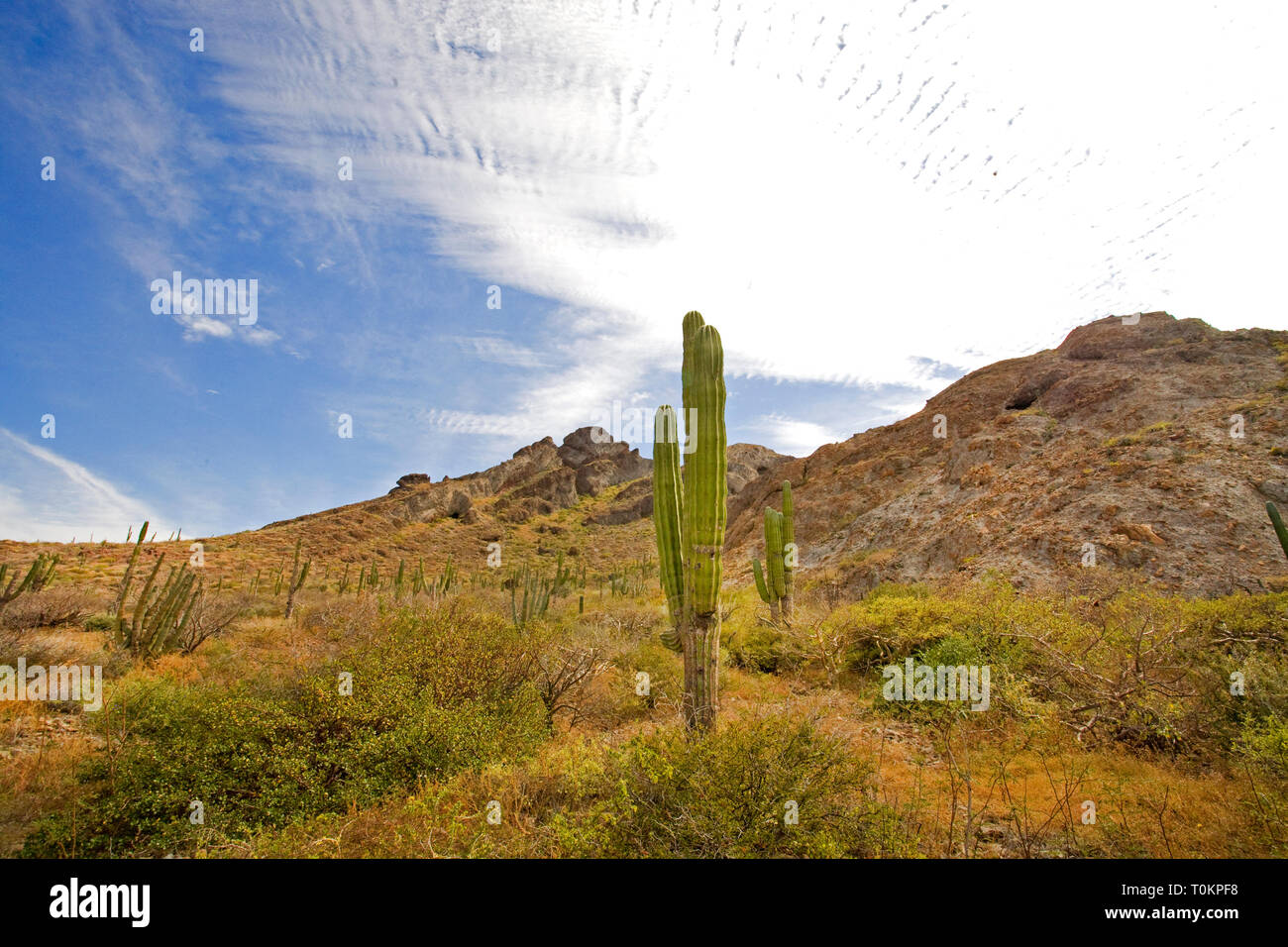 Cardon Cactus, Pachycereus Pringlei, noto anche come il gigante messicano cardon o elephant cactus, blanketing di una collina nella zona meridionale di Baja Califo Foto Stock