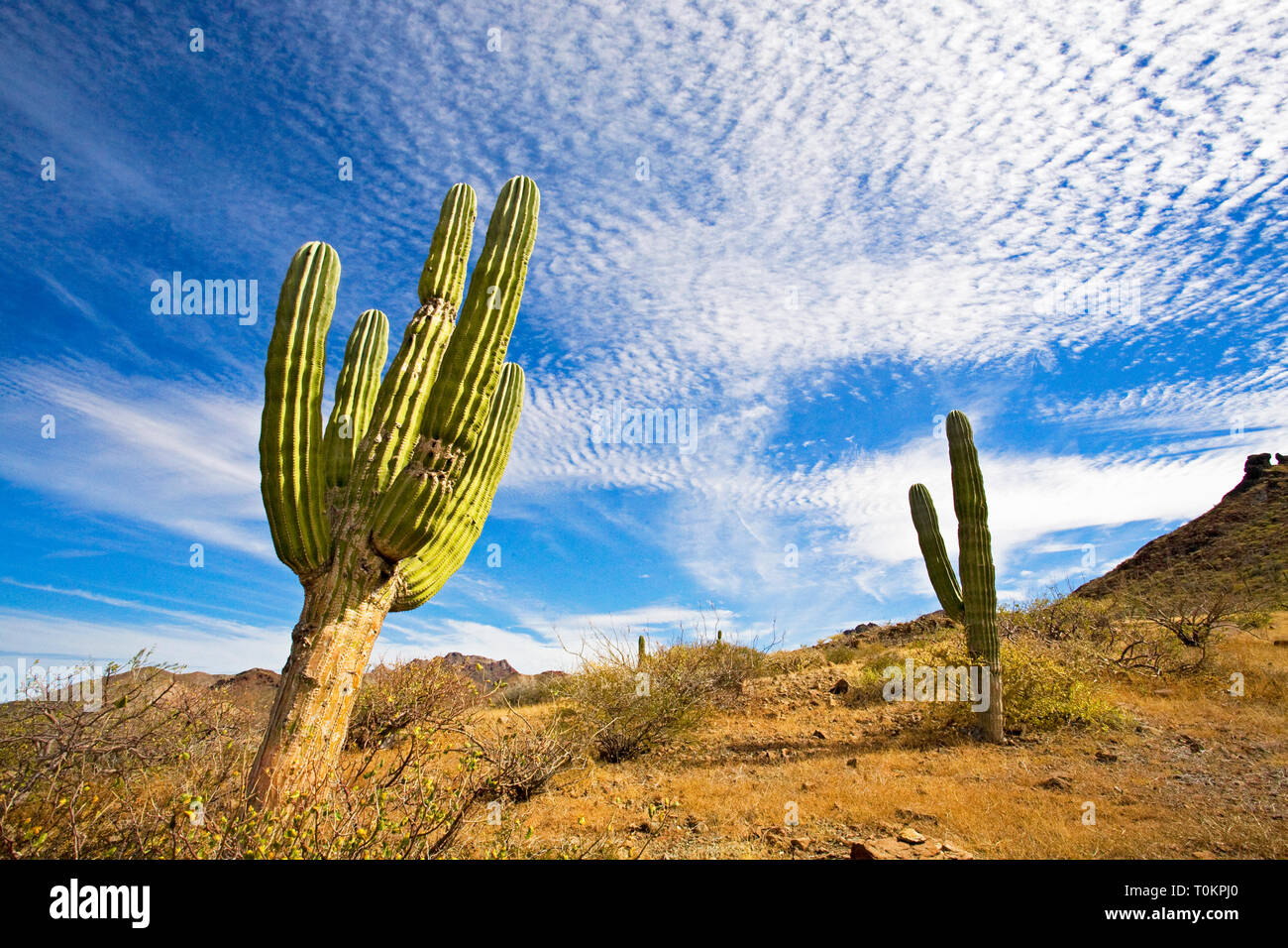 Un vecchio modello di Pachycereus Pringlei, noto anche come il gigante messicano cardon o elephant cactus, crescendo nell'area meridionale della Baja California vicino Foto Stock