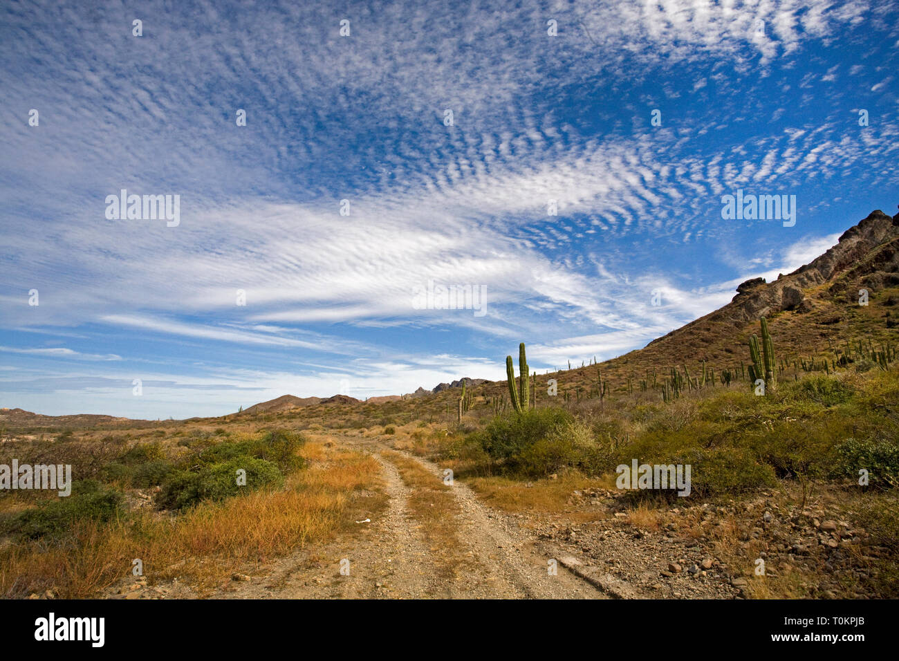 Un solitario strada sterrata scorre attraverso una foresta di Cardon Cactus, Pachycereus Pringlei, noto anche come il gigante messicano cardon o elephant cactus, sul pendio di una collina Foto Stock