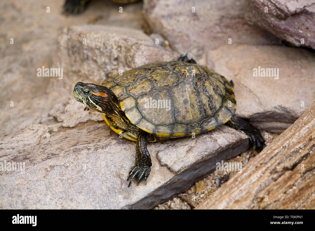Un rosso eared slider turtle, Trachemys scripta elegans, ormai considerato una specie invasive negli Stati Uniti. Foto Stock
