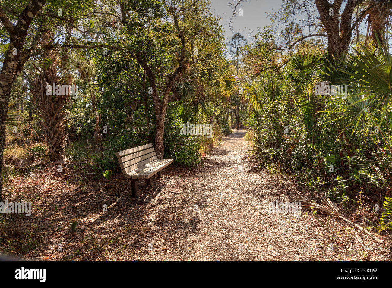 Sentiero Natura e panca lungo un sentiero a The Rookery Bay ambientale centro di apprendimento di Marco Island, Florida. Foto Stock